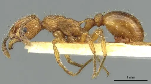 Myrmica cagnianti specimen CASENT0913062 image casent0913062_3