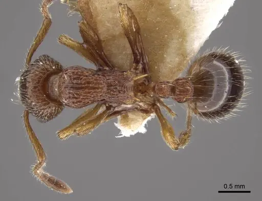 Myrmica cagnianti specimen CASENT0917681 image casent0917681_1