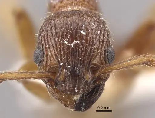 Myrmica cagnianti specimen CASENT0917681 image casent0917681_2