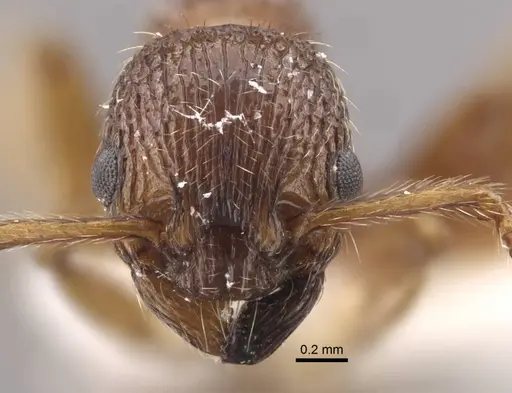 Myrmica cagnianti specimen CASENT0917681 image casent0917681_3