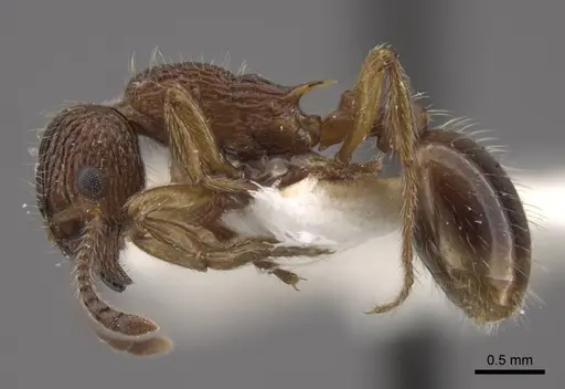 Myrmica cagnianti specimen CASENT0917681 image casent0917681_4
