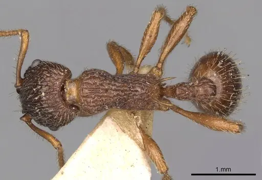 Myrmica caucasicola specimen CASENT0900285 image casent0900285_1