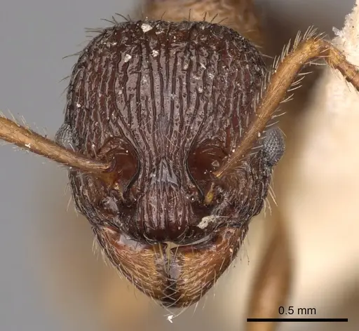 Myrmica caucasicola specimen CASENT0900285 image casent0900285_2