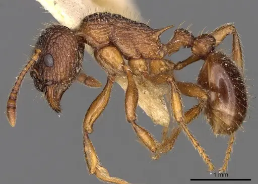Myrmica caucasicola specimen CASENT0900285 image casent0900285_3