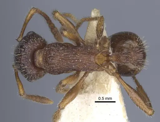 Myrmica caucasicola specimen CASENT0916898 image casent0916898_1