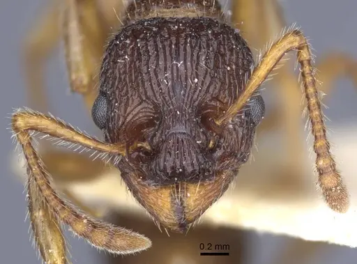 Myrmica caucasicola specimen CASENT0916898 image casent0916898_2