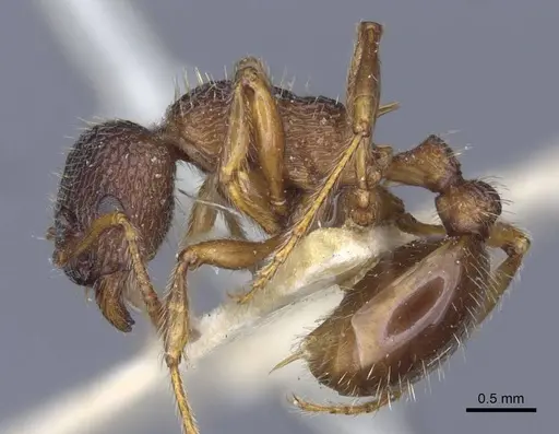 Myrmica caucasicola specimen CASENT0916898 image casent0916898_3