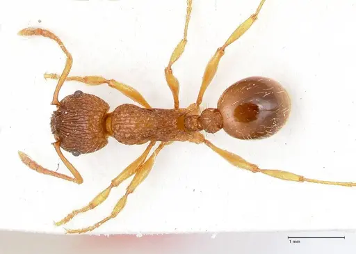 Myrmica caucasicola specimen FOCOL0726 image focol0726_1