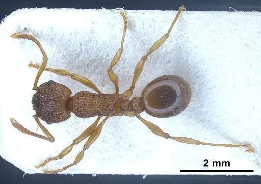 Myrmica caucasicola specimen FOCOL0726 image focol0726_2