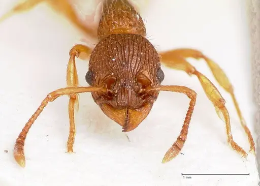Myrmica caucasicola specimen FOCOL0726 image focol0726_3