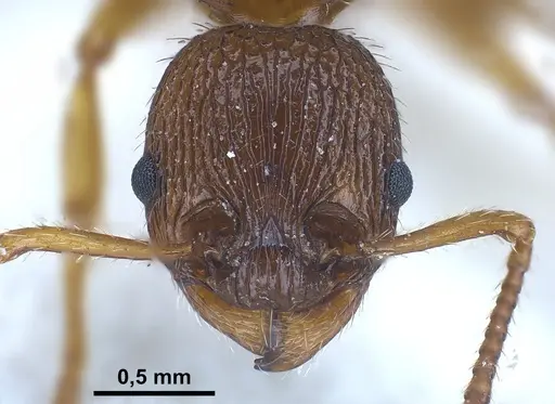 Myrmica caucasicola specimen FOCOL0726 image focol0726_4