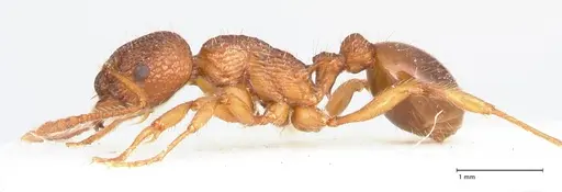 Myrmica caucasicola specimen FOCOL0726 image focol0726_5