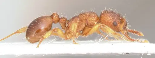 Myrmica caucasicola specimen FOCOL0726 image focol0726_6