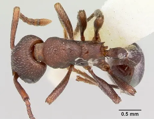 Myrmica colax specimen CASENT0103400 image casent0103400_1