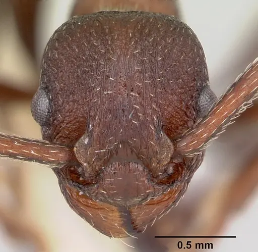 Myrmica colax specimen CASENT0103400 image casent0103400_2