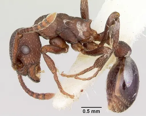 Myrmica colax specimen CASENT0103400 image casent0103400_3