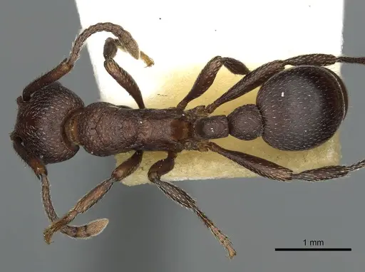 Myrmica colax specimen CASENT0900349 image casent0900349_1