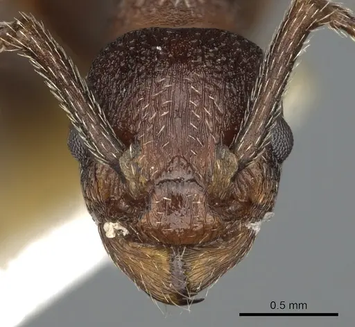 Myrmica colax specimen CASENT0900349 image casent0900349_2
