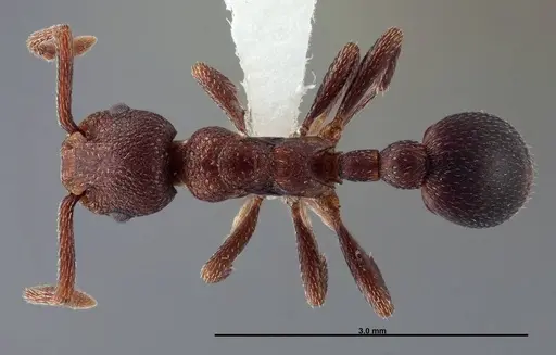 Myrmica colax specimen FMNHINS0000062753 image fmnhins0000062753_1