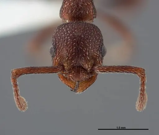 Myrmica colax specimen FMNHINS0000062753 image fmnhins0000062753_2