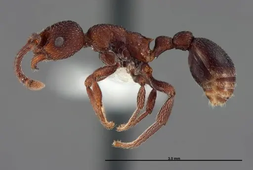 Myrmica colax specimen FMNHINS0000062753 image fmnhins0000062753_3