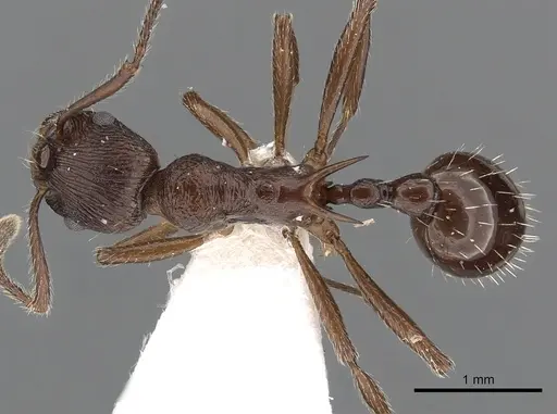 Myrmica collingwoodi specimen CASENT0900338 image casent0900338_1
