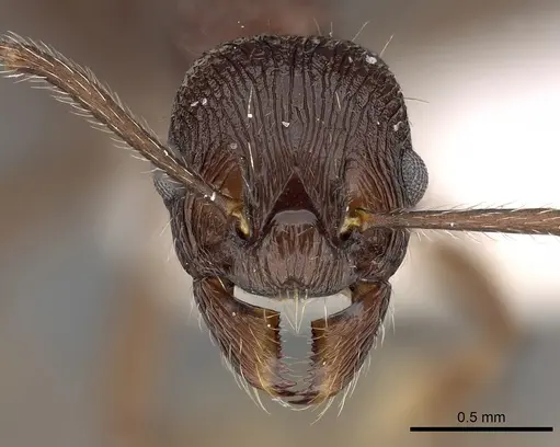 Myrmica collingwoodi specimen CASENT0900338 image casent0900338_2