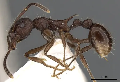 Myrmica collingwoodi specimen CASENT0900338 image casent0900338_3