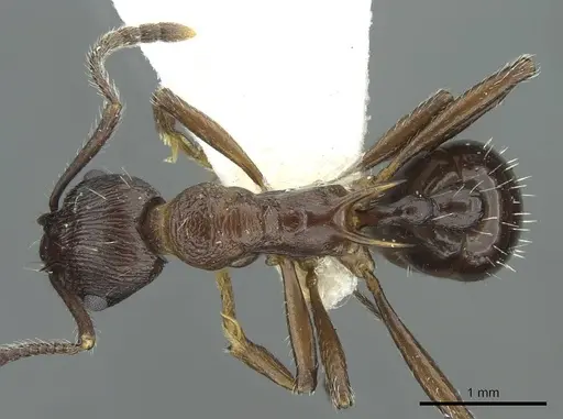 Myrmica collingwoodi specimen CASENT0913063 image casent0913063_1