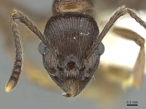 Myrmica collingwoodi specimen CASENT0913063 image casent0913063_2