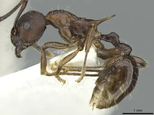 Myrmica collingwoodi specimen CASENT0913063 image casent0913063_3