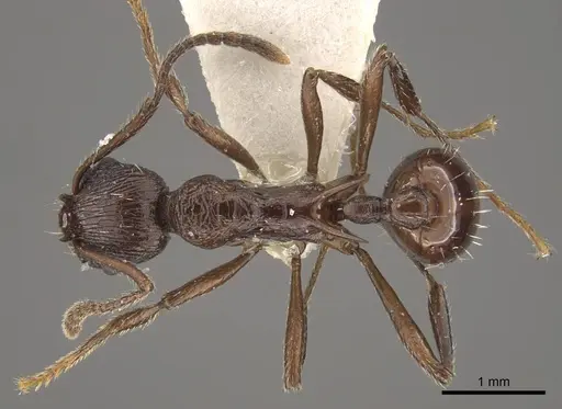 Myrmica collingwoodi specimen CASENT0917730 image casent0917730_1