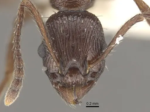 Myrmica collingwoodi specimen CASENT0917730 image casent0917730_2
