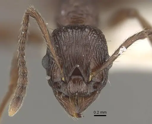 Myrmica collingwoodi specimen CASENT0917730 image casent0917730_3