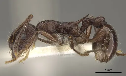 Myrmica collingwoodi specimen CASENT0917730 image casent0917730_4