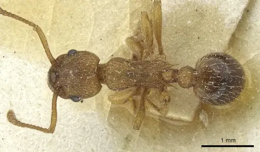 Myrmica constricta specimen CASENT0913076 image casent0913076_1