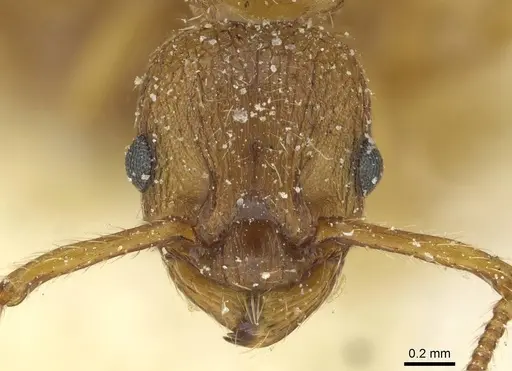 Myrmica constricta specimen CASENT0913076 image casent0913076_2