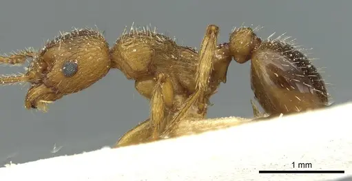 Myrmica constricta specimen CASENT0913076 image casent0913076_3