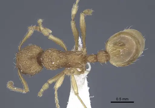 Myrmica constricta specimen CASENT0916783 image casent0916783_1