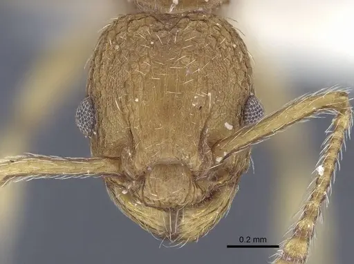 Myrmica constricta specimen CASENT0916783 image casent0916783_2