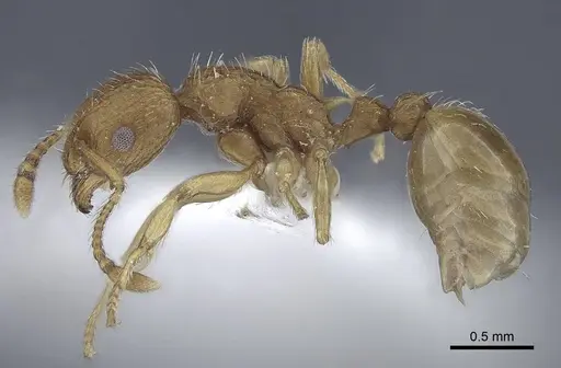 Myrmica constricta specimen CASENT0916783 image casent0916783_3