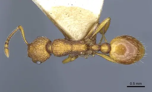 Myrmica constricta specimen CASENT0916881 image casent0916881_1