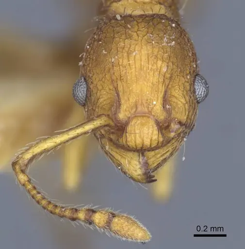 Myrmica constricta specimen CASENT0916881 image casent0916881_2