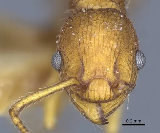 Myrmica constricta specimen CASENT0916881 image casent0916881_3