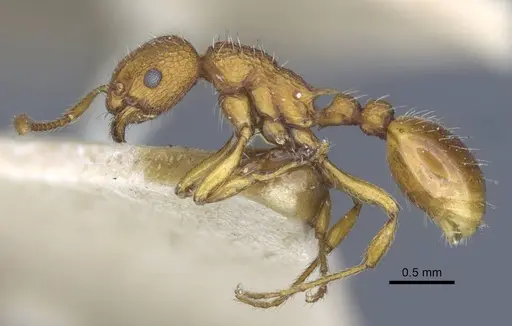 Myrmica constricta specimen CASENT0916881 image casent0916881_4