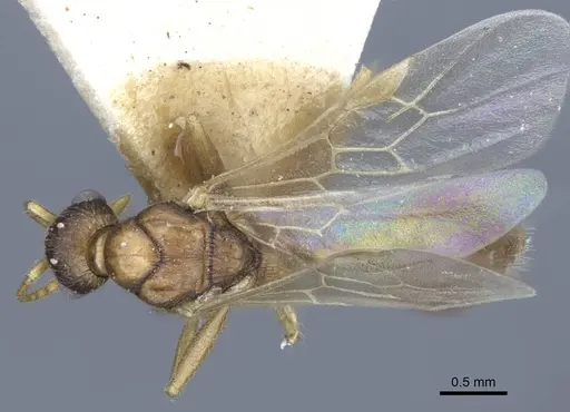 Myrmica constricta specimen CASENT0916882 image casent0916882_1