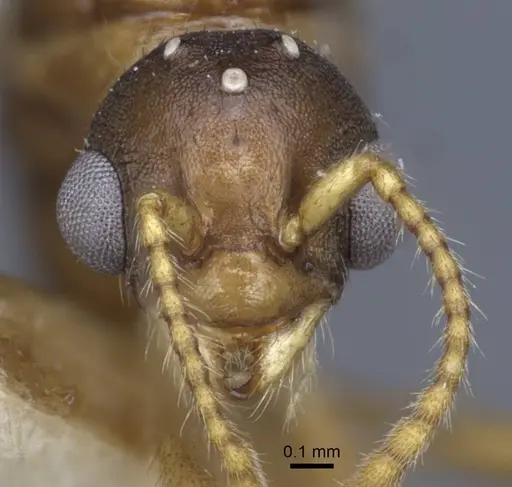 Myrmica constricta specimen CASENT0916882 image casent0916882_2