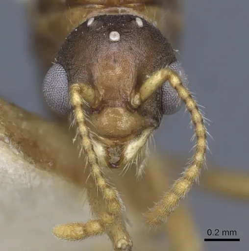 Myrmica constricta specimen CASENT0916882 image casent0916882_3