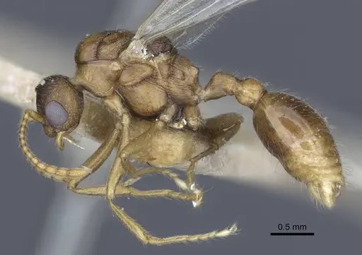 Myrmica constricta specimen CASENT0916882 image casent0916882_4