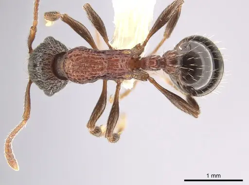 Myrmica crassirugis specimen CASENT0635336 image casent0635336_1